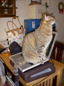 Who could work with all that cat on their laptop?